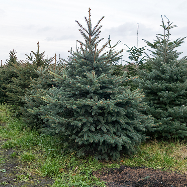 kerstbomen Kerstbomenhof